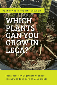 Welke planten kun je in Leca kweken?